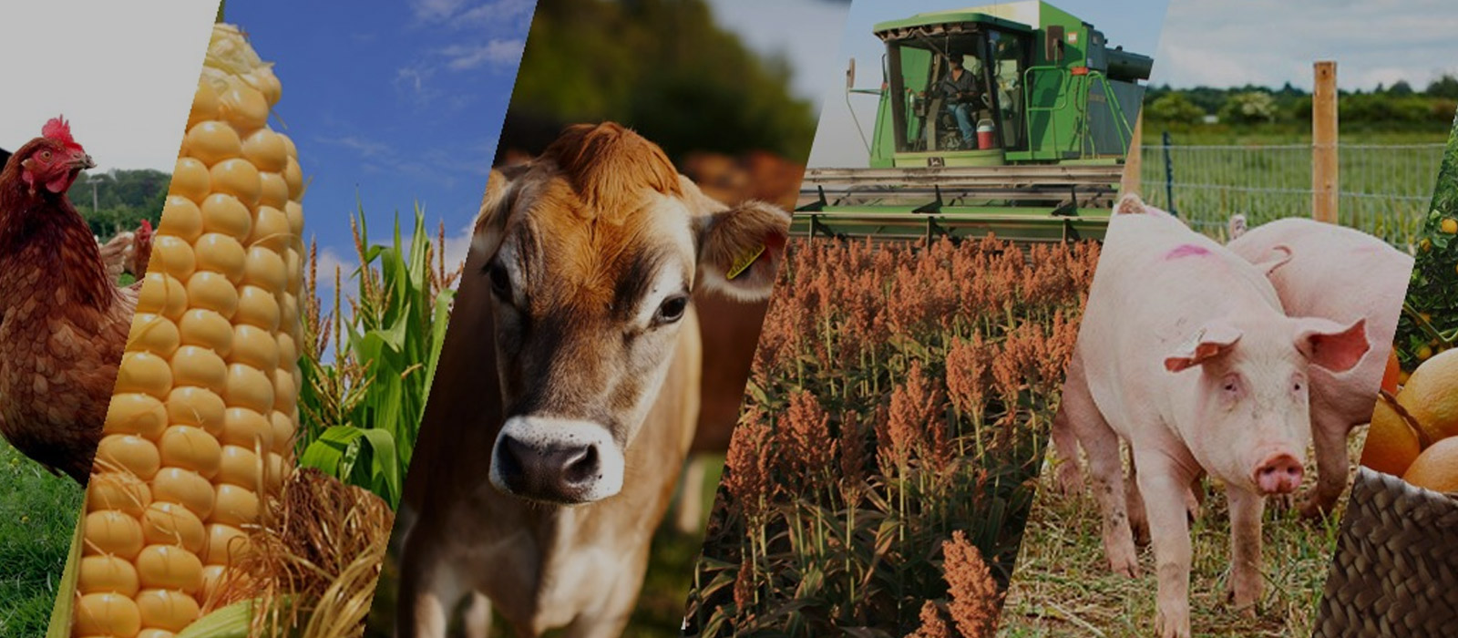 Ganadería & Agricultura